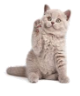 Cat Category